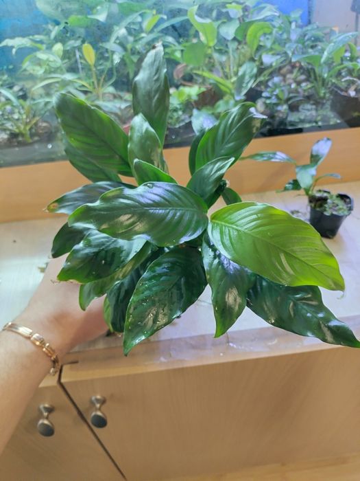 Продам анубиаси.