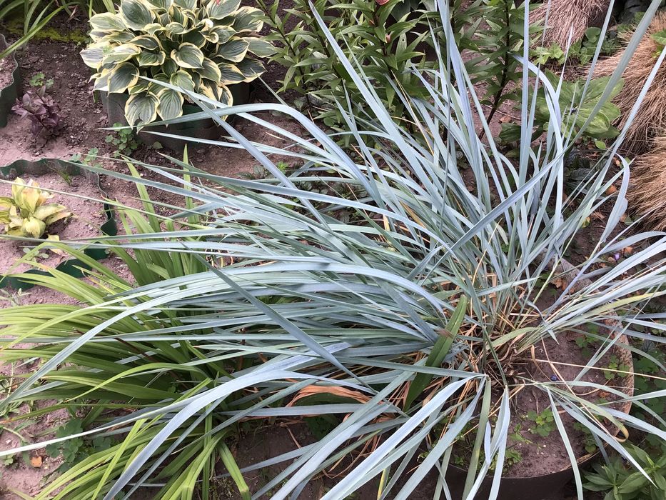 Розы,— Шакира, Свитнес , Овсяница голубая, спирея