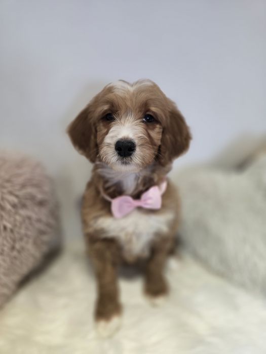 Goldendoodle f1 standard