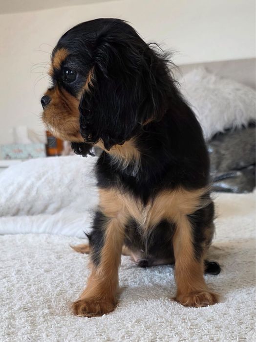 Cavalier King Charles Spaniel - piesek