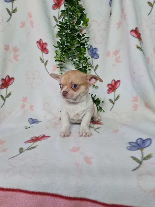 Excecional mini menino Chihuahua.Chiuaua,Qualdd linhagemRussa