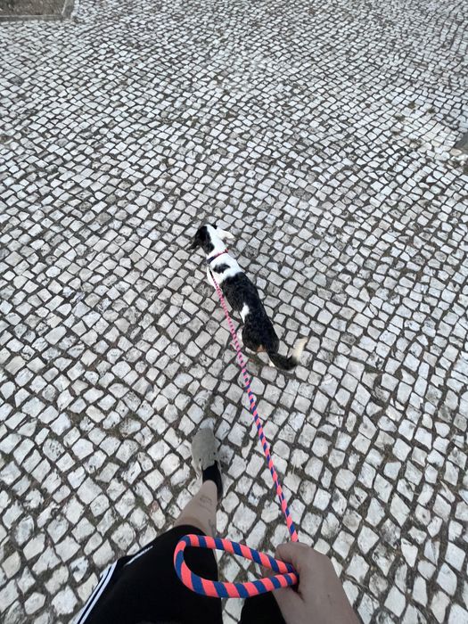 Dogwalking e petsitting