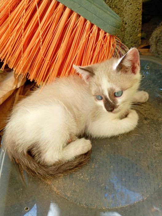 da-se gatos bebes