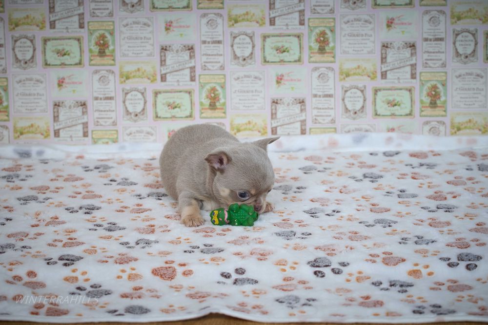 Чіхуахуа ~ бузкового окрасу