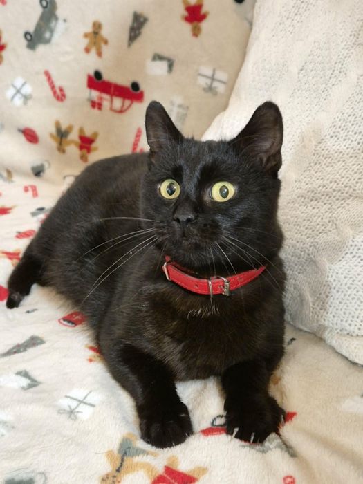 Roczna czarna Coco i półroczna króweczka