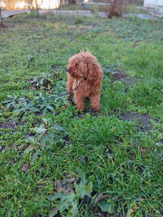 Той пудель в*язка