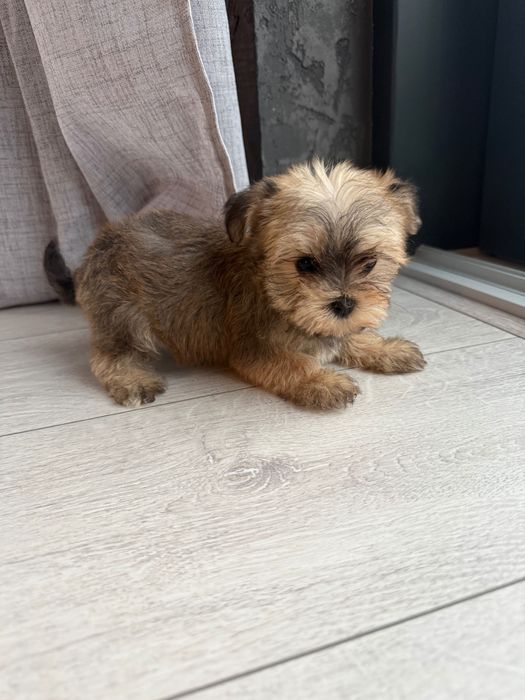 Szczeniaki morkie