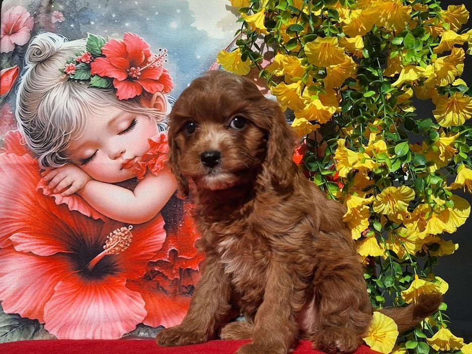 Cavapoo Red  z certyfika i paszportem