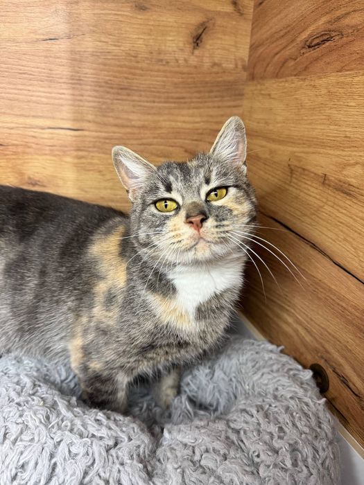 Киця безкоштовно ( стерилізована )