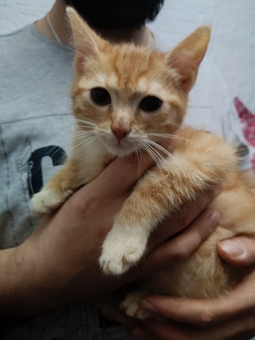 Małe kotki szukają domków