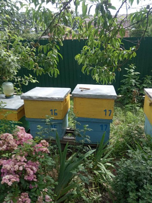 Вулики з бджолосім'ями