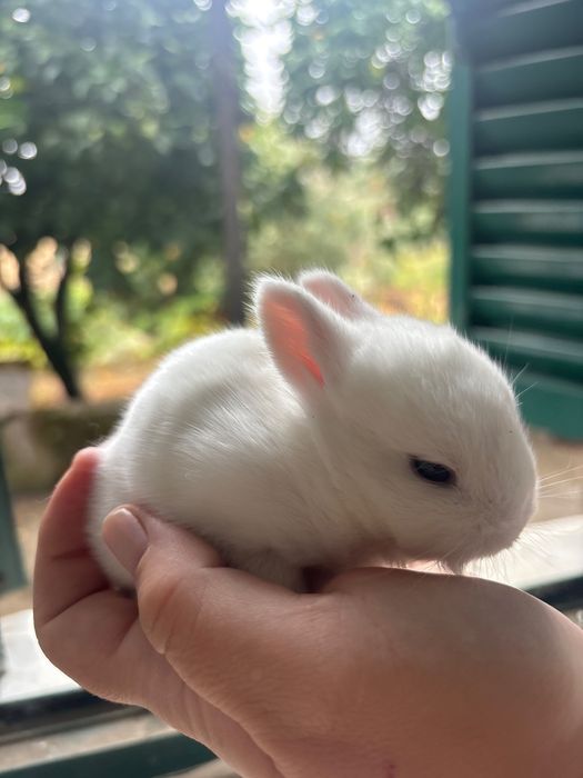 Coelho anão bebé branco lindo