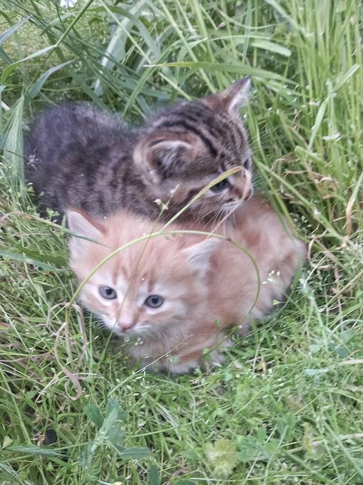 Котята в поисках дома