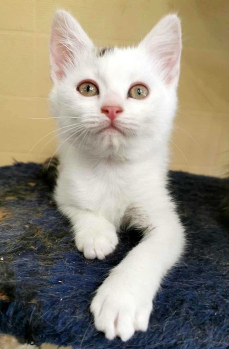 Красивый котик  Зайка,