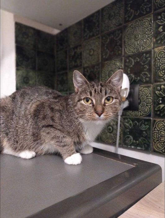 Kotka Miranda szuka domku