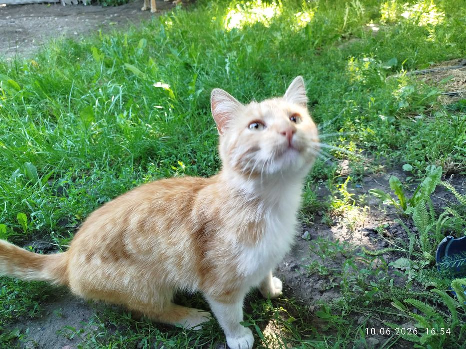 Котик в добрі руки