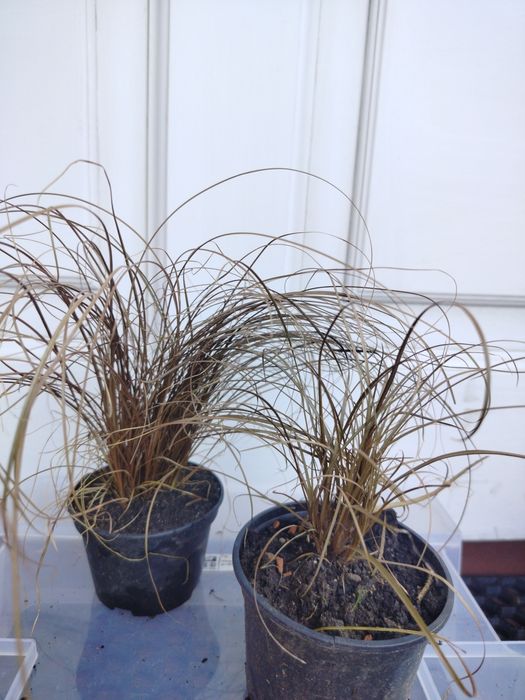 Trawa ozdobna Carex Ice Dance Turzyca kostrzewa sina trawy