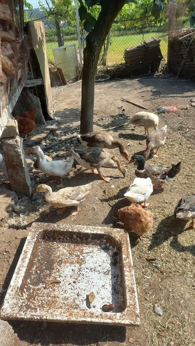 Vendo  Gansos e  patos