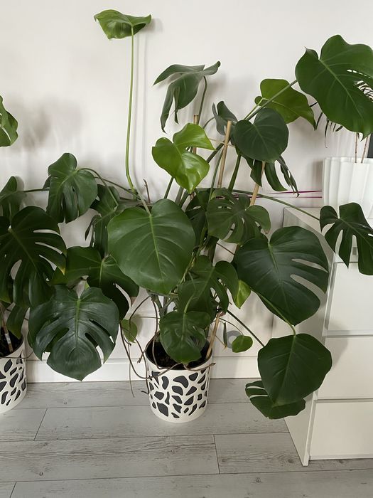 Monstera XXL zdrowa
