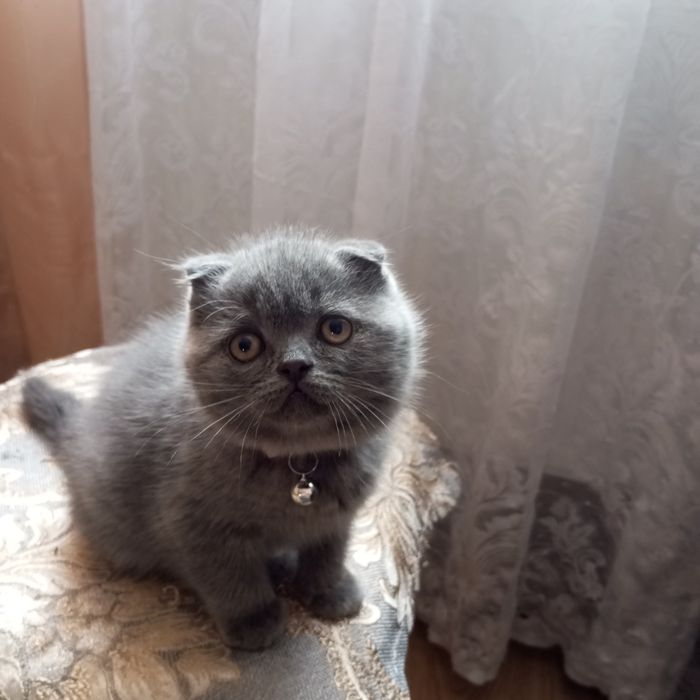 Шотландські кошенята продаж