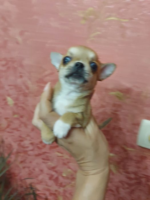 Дівчинка-намистинка