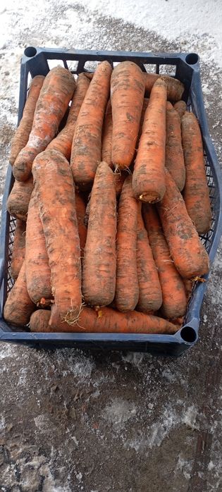 Продам смачну,соковиту моркву