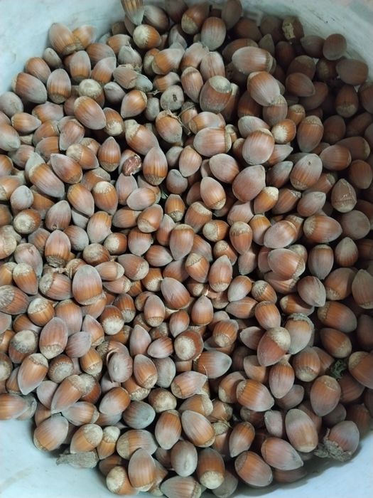 Orzechy laskowe        .