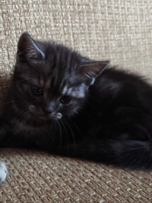 Шотландская девочка