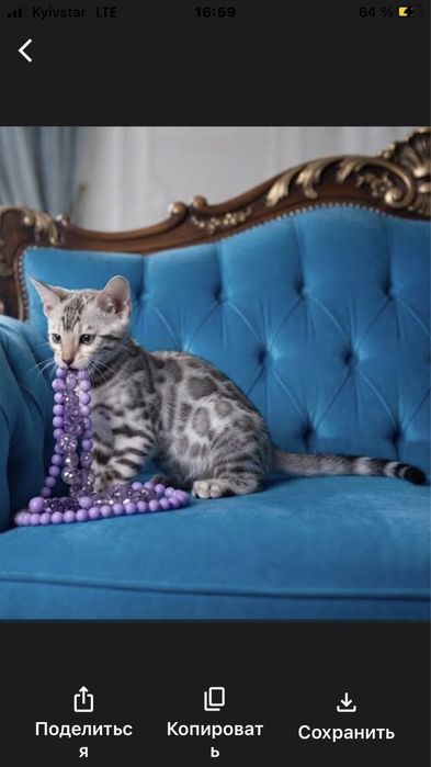 Яскравий бенгальський котик,Mink