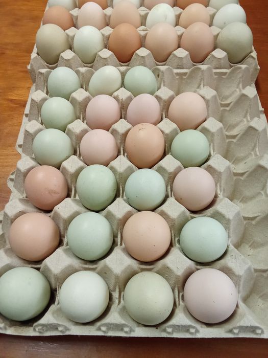 Ovos galados várias raças  galinhas  criadas ao ar livre 1 € a unidade