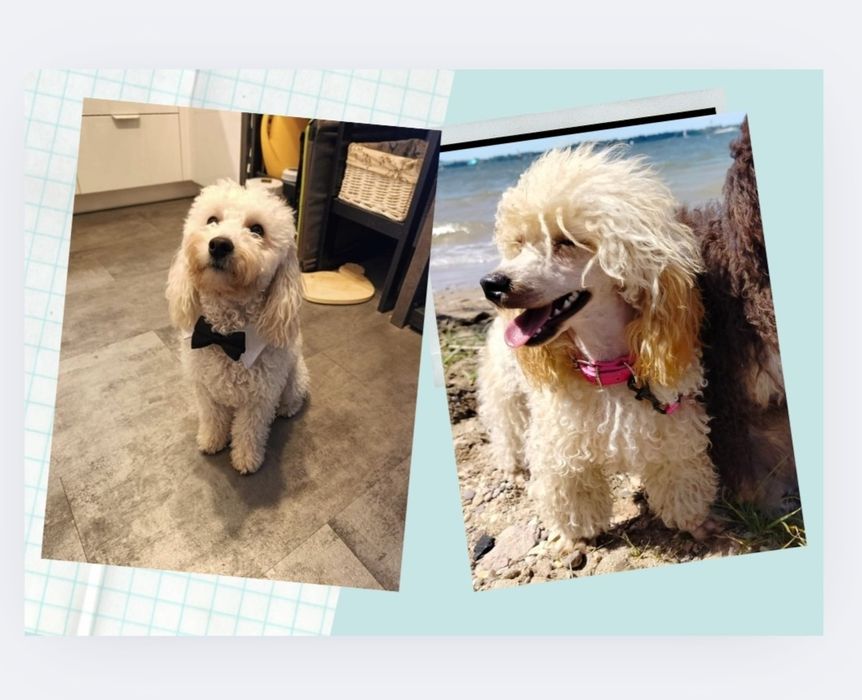 Pudel Toy, miniatura, apricot-beżowy