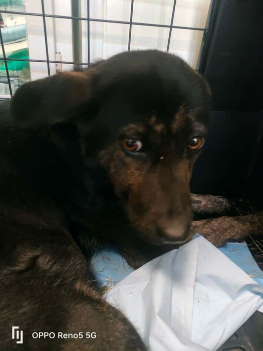 Suczka do adopcji 2 lata
