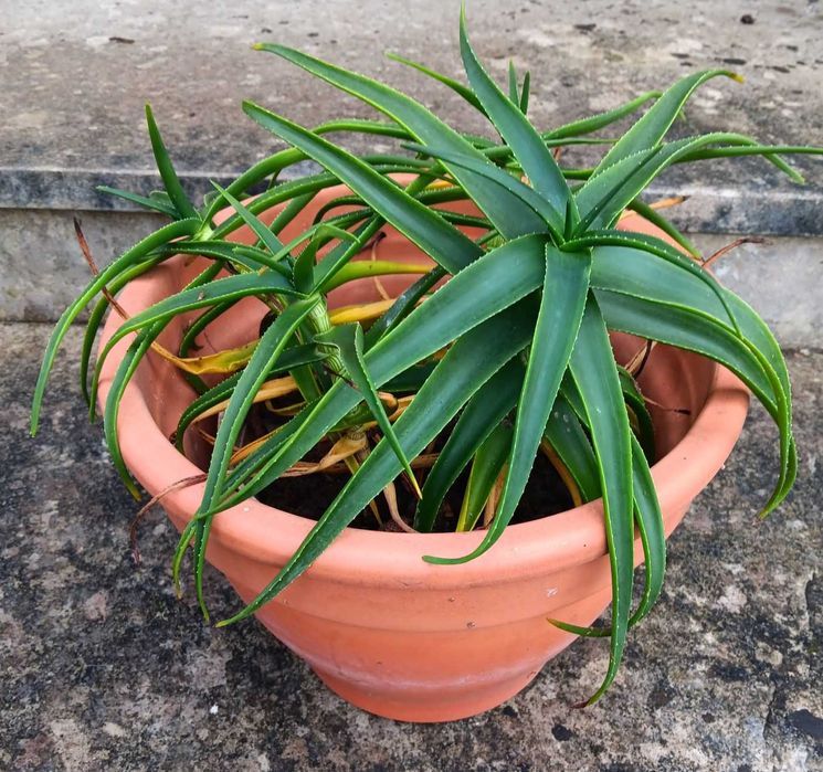 Planta verdadeira em vaso 20 cm