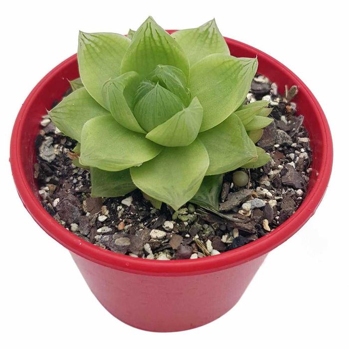 Suculenta Aranto Mae De Milhares Kalanchoe x Houghtonii Cacto Cancro