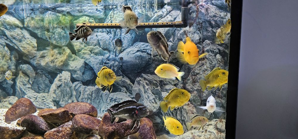 Akwarium 250l z pyszczakami