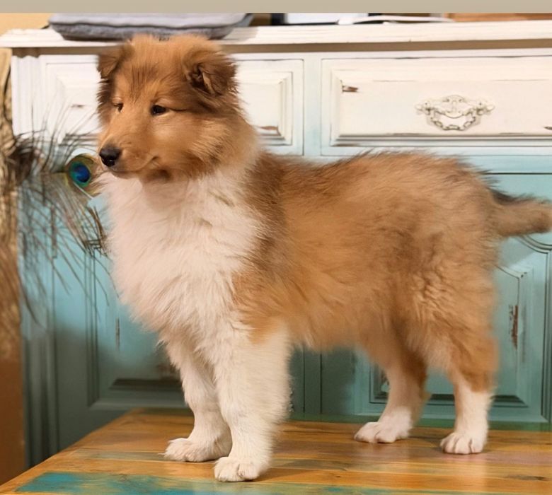 Maravilhosa rough collie