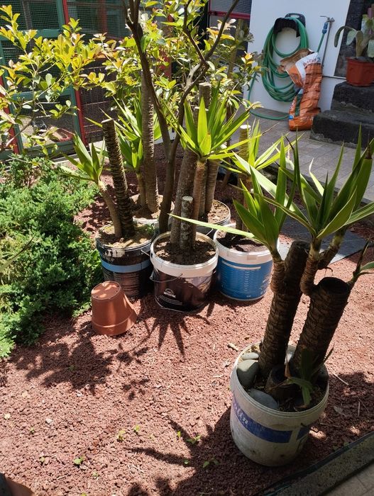 Palmeiras Australianas e yuka elephantus e dracaenas