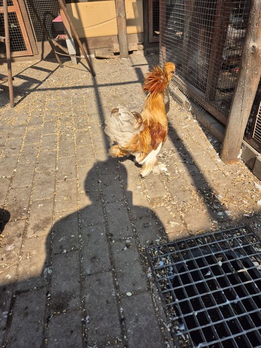 Sprzedam sultany - koguty