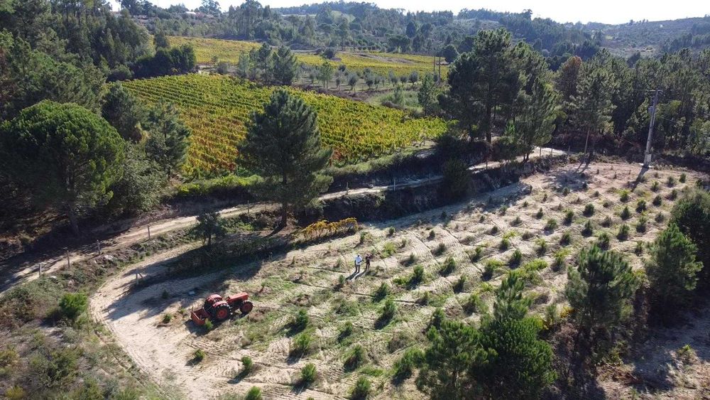Vende‑se Quinta do Vale — 7 hectares de natureza viva