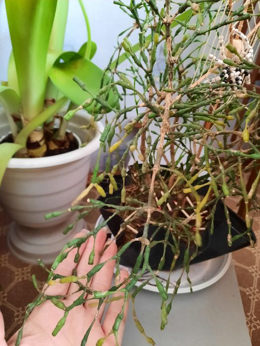 Кімнатна квітка Хатіора