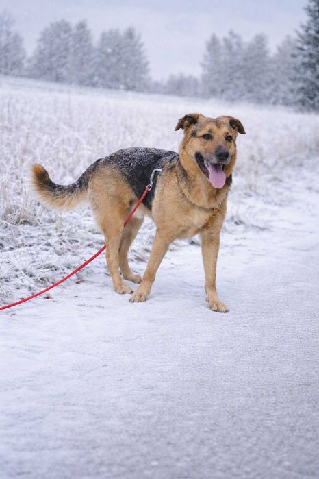 Scooby .. Scooby Doo szuka Domu