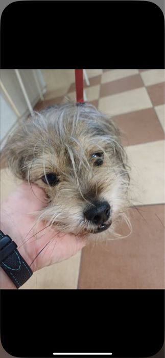 Znaleziono psa piesek znaleziono