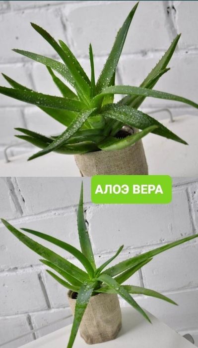 Алоэ Вера лечебное. Настоящее