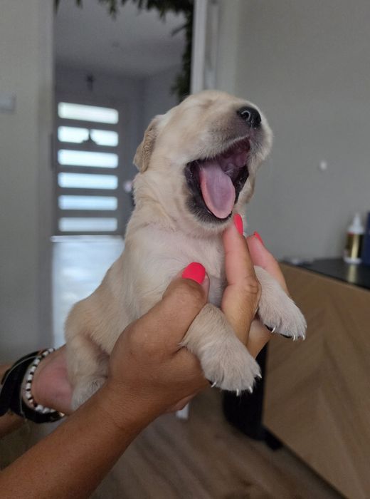 Golden Retriever -domowa hodowla