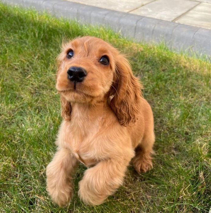 Спаніель дуже хорошої якості цуценята