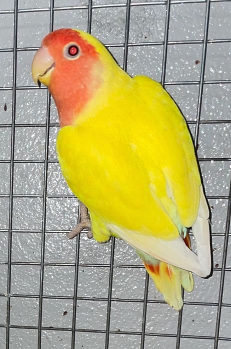 Cedo roseicollis
