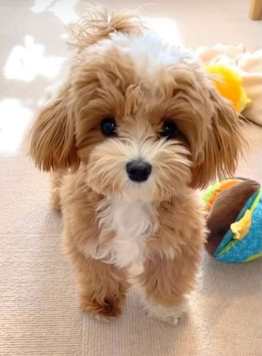 Чудовий мальтипу/maltipoo F1 PREMIUM