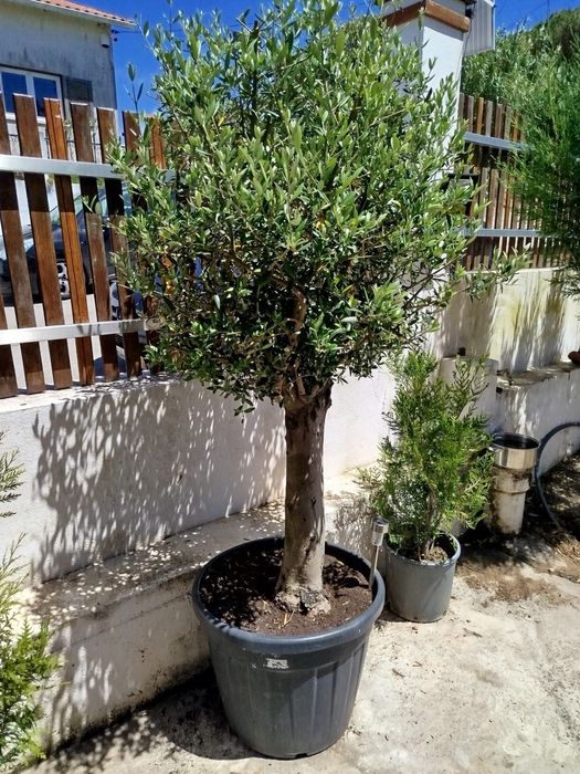Oliveiras de ornamentação