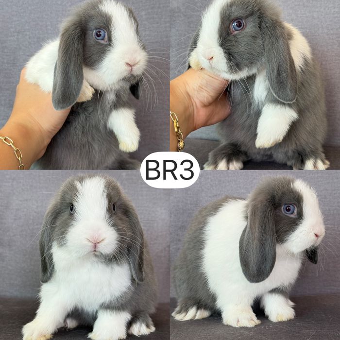 Królik Baranek Miniaturka MINI LOP