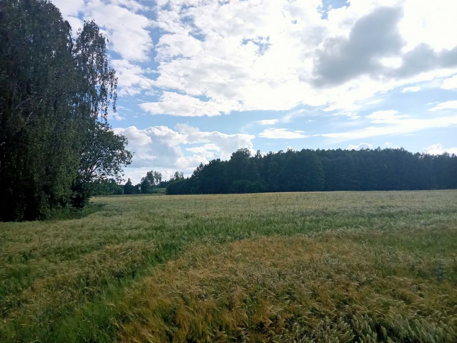 Sprzedam! Działka rolna 4,30 ha w Kątach